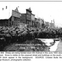 Sheep herd at the Princess