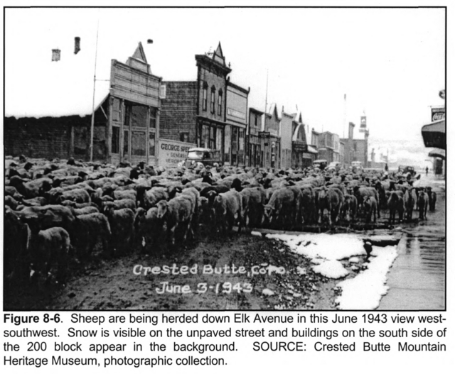 Sheep herd at the Princess