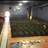 Playhouse Theatre