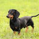 Charlie